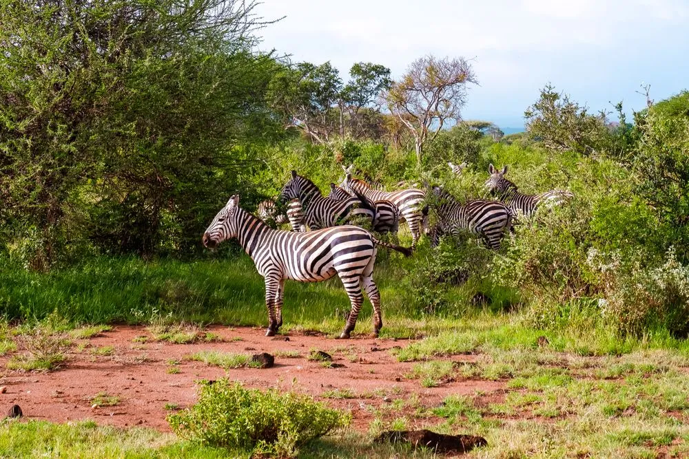 Zebras grazing on a green hillside in Kenya