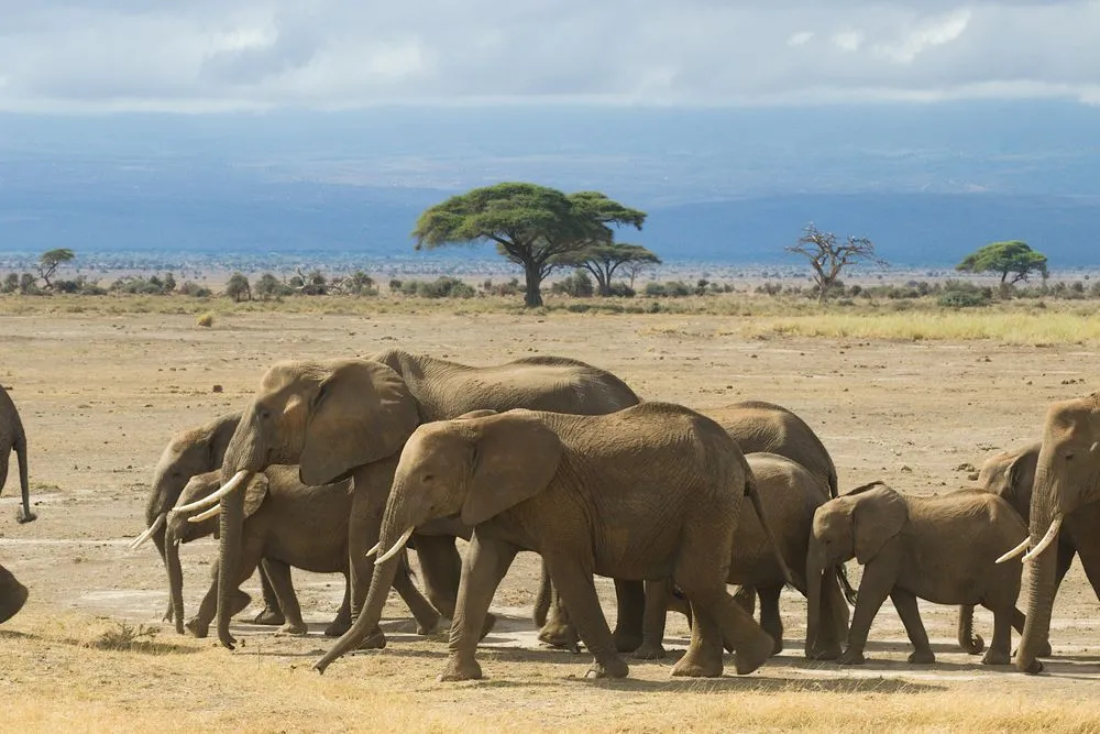 Herd of elephants crossing the plains beneath an acacia tree